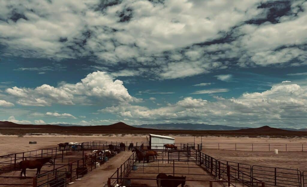 VACATION CARE FOR HORSES