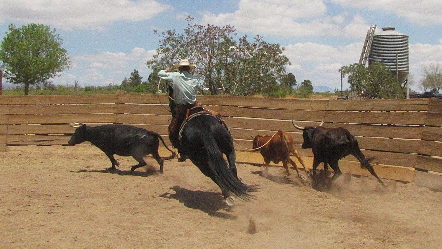 How It Started - Horses at Peace & Plenty Ranch